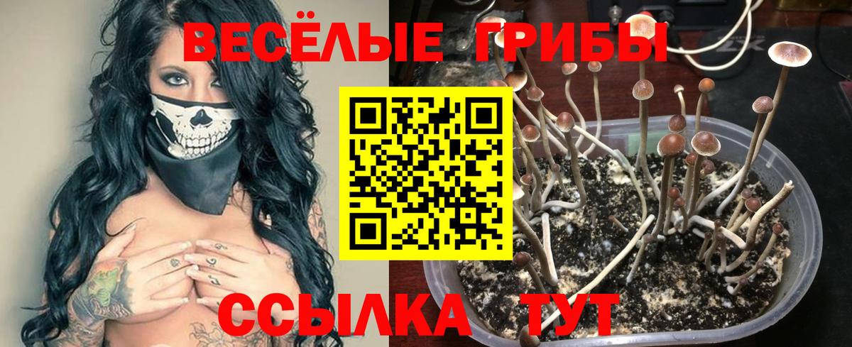Знаменск  Псилоцибиновые грибы GOLDEN TEACHER  Галлюциногенные грибы Magic Shrooms  Вход с VPN 